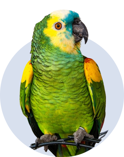 Birds