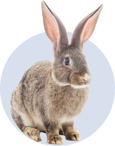 Rabbits
